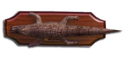 Fish coccodrillo.jpg