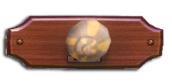 Fish lumache.jpg